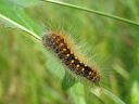 Acronicta_auricoma_larva_silmailtayokkonen_toukka_IMG_2722.jpg