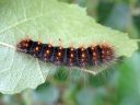 Acronicta_auricoma_larva_silmailtayokkonen_toukka_IMG_3640.jpg