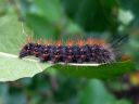 Acronicta_auricoma_larva_silmailtayokkonen_toukka_IMG_3642.jpg