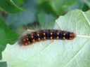 Acronicta_auricoma_larva_silmailtayokkonen_toukka_IMG_3644.JPG