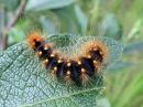 Acronicta_auricoma_larva_silmailtayokkonen_toukka_IMG_4420.jpg