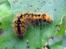 Acronicta_auricoma_larva_silmailtayokkonen_toukka_IMG_4433.jpg