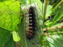 Acronicta_auricoma_larva_silmailtayokkonen_toukka_IMG_4957.jpg