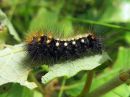 Acronicta_auricoma_larva_silmailtayokkonen_toukka_IMG_4959.jpg