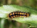 Acronicta_auricoma_larva_silmailtayokkonen_toukka_IMG_5382.JPG