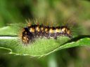 Acronicta_auricoma_larva_silmailtayokkonen_toukka_IMG_5383.JPG