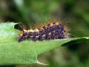 Acronicta_auricoma_larva_silmailtayokkonen_toukka_IMG_5384.JPG