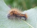 Acronicta_auricoma_larva_silmailtayokkonen_toukka_IMG_6795.jpg