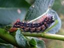 Acronicta_auricoma_larva_silmailtayokkonen_toukka_IMG_8094.jpg