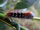 Acronicta_auricoma_larva_silmailtayokkonen_toukka_IMG_8095.jpg