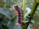 Acronicta_auricoma_larva_silmailtayokkonen_toukka_IMG_8097.jpg