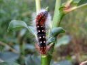 Acronicta_auricoma_larva_silmailtayokkonen_toukka_IMG_8098.jpg