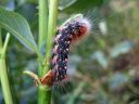 Acronicta_auricoma_larva_silmailtayokkonen_toukka_IMG_8099.jpg