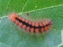 Acronicta_auricoma_larva_silmailtayokkonen_toukka_IMG_9227.jpg