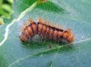 Acronicta_auricoma_larva_silmailtayokkonen_toukka_IMG_9228.jpg