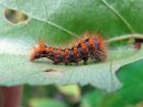 Acronicta_auricoma_larva_silmailtayokkonen_toukka_IMG_9230.jpg