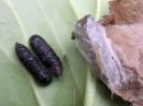 Acronicta_auricoma_pupa_silmailtayokkonen_kotelo_IMG_2097.jpg