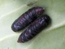 Acronicta_auricoma_pupa_silmailtayokkonen_kotelo_IMG_2099.jpg