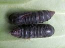 Acronicta_auricoma_pupa_silmailtayokkonen_kotelo_IMG_2100.jpg