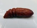 Acronicta_auricoma_pupa_silmailtayokkonen_kotelo_IMG_6425.jpg