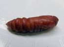 Acronicta_auricoma_pupa_silmailtayokkonen_kotelo_IMG_6426.jpg