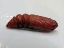 Acronicta_auricoma_pupa_silmailtayokkonen_kotelo_IMG_6427.jpg