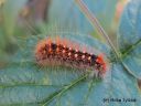 Acronicta_auricoma_silmailtayokkonen_17_8_2014.jpg