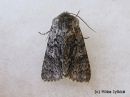 Tiedostonimi=Acronicta_auricoma_silmailtayokkonen_4_6_2015_2.jpg
Tiedostokoko=263kt
Koko=600x450
Lisätty=10.03.2015 Acronicta_auricoma_silmailtayokkonen_4_6_2015_2.jpg