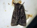 Acronicta_auricoma_silmailtayokkonen_IMG_0051.jpg