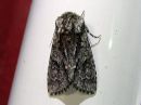 Acronicta_auricoma_silmailtayokkonen_IMG_0089.jpg