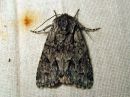 Acronicta_auricoma_silmailtayokkonen_IMG_2317.jpg