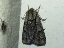 Acronicta_auricoma_silmailtayokkonen_IMG_4294.jpg