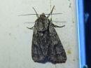 Acronicta_auricoma_silmailtayokkonen_IMG_4315.jpg