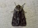 Acronicta_auricoma_silmailtayokkonen_IMG_4968.jpg