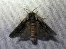 Acronicta_auricoma_silmailtayokkonen_IMG_7365.jpg