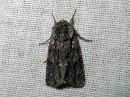 Tiedostonimi=Acronicta_auricoma_silmailtayokkonen_IMG_7371.jpg
Tiedostokoko=124kt
Koko=600x450
Lisätty=04.02.2017 Acronicta_auricoma_silmailtayokkonen_IMG_7371.jpg