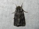 Acronicta_auricoma_silmailtayokkonen_IMG_7371.jpg