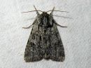 Acronicta_auricoma_silmailtayokkonen_IMG_9683.jpg