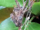 Acronicta_cinerea_cocoon_kangasiltayokkonen_kotelokehto_IMG_5954.jpg