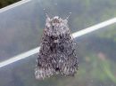 Acronicta_cinerea_kangasiltayokkonen_IMG_2752.jpg