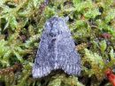 Acronicta_cinerea_kangasiltayokkonen_IMG_2758.jpg