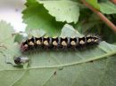 Acronicta_cinerea_larva_kangasiltayokkonen_toukka_IMG_1148.jpg