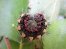 Acronicta_cinerea_larva_kangasiltayokkonen_toukka_IMG_1149.jpg