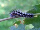 Acronicta_cinerea_larva_kangasiltayokkonen_toukka_IMG_4591.jpg