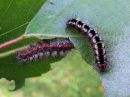 Acronicta_cinerea_larva_kangasiltayokkonen_toukka_IMG_4593.jpg