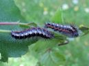 Acronicta_cinerea_larva_kangasiltayokkonen_toukka_IMG_4594.jpg