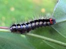 Acronicta_cinerea_larva_kangasiltayokkonen_toukka_IMG_4595.jpg