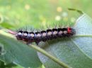 Acronicta_cinerea_larva_kangasiltayokkonen_toukka_IMG_4597.jpg