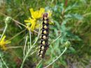 Acronicta_cinerea_larva_kangasiltayokkonen_toukka_IMG_4950.jpg