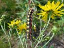 Acronicta_cinerea_larva_kangasiltayokkonen_toukka_IMG_4951.jpg